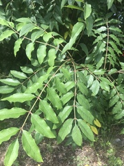 Zanthoxylum clava-herculis