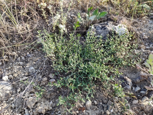 Image of Hairy Greenweed (Genista albida) by (c) Denys Vynokurov, some rights reserved (CC BY)