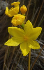 Bobartia longicyma longicyma