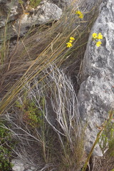 Bobartia longicyma longicyma