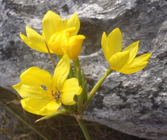 Bobartia longicyma longicyma