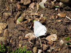Cupido amyntula