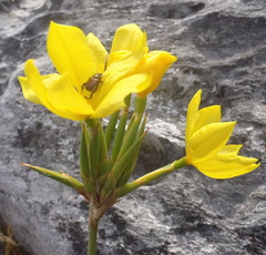 Bobartia longicyma longicyma