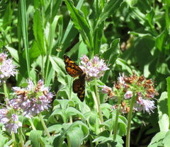 Phyciodes pulchella camillus
