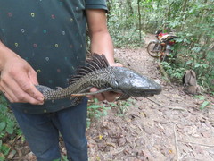 Vermiculated Sailfin Catfish photo 2