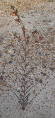 Hermannia flammula