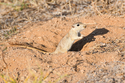 Indian Desert Gerbil