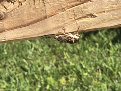 Diceroprocta viridifascia