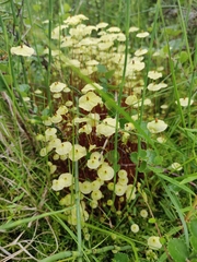 Splachnum luteum
