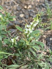 Melilotus albus