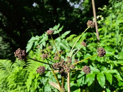 Xanthogalum purpurascens
