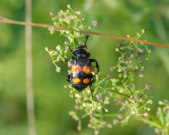 Nicrophorus hebes