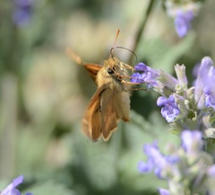 Ochlodes sylvanoides