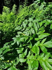 Xanthogalum purpurascens
