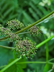 Xanthogalum purpurascens