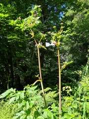 Xanthogalum purpurascens