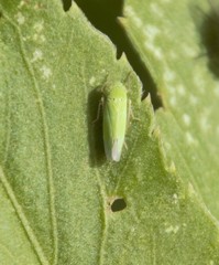 Cicadellidae
