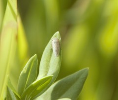 Cicadellidae