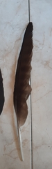 Milvus migrans