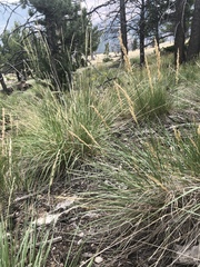 Festuca kingii