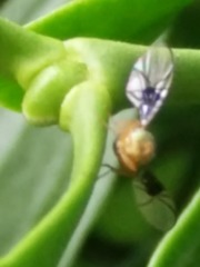 Anomoia purmunda