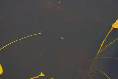 Acilius abbreviatus