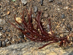 Sarcodiotheca