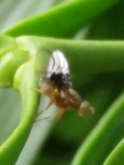 Anomoia purmunda