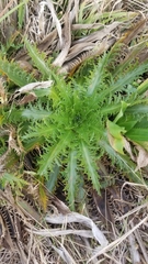 Eryngium serra