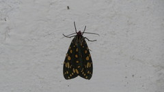 Callindra principalis