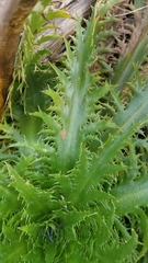 Eryngium serra