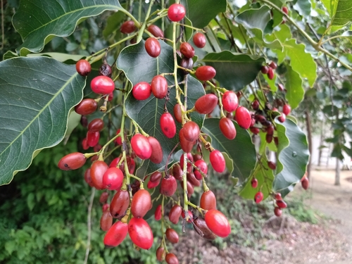 Black poisonwood (Metopium brownei)
