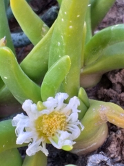 Glottiphyllum regium