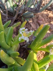 Glottiphyllum regium