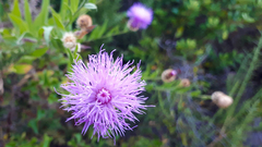 Cheirolophus sempervirens