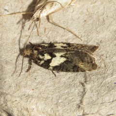 Acleris variana