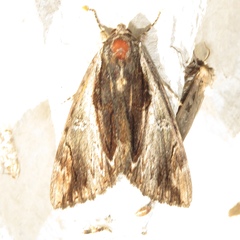 Catocala ultronia