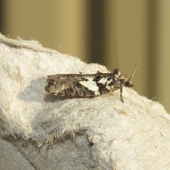 Acleris variana