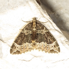 Ecliptopera silaceata