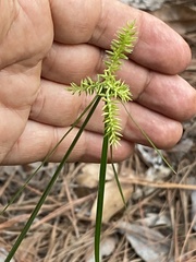 Cyperus manimae