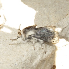 Tolype laricis