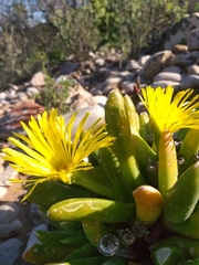 Glottiphyllum regium