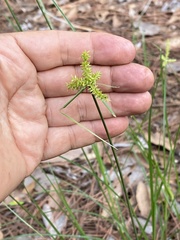 Cyperus manimae