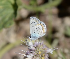 Plebejus melissa