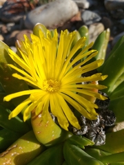 Glottiphyllum regium