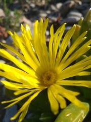 Glottiphyllum regium