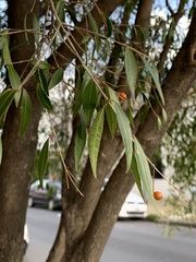 Blepharocalyx salicifolius