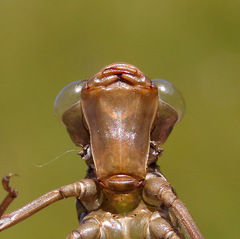 Aeshna canadensis
