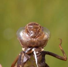 Aeshna canadensis