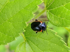 Chrysolina sanguinolenta